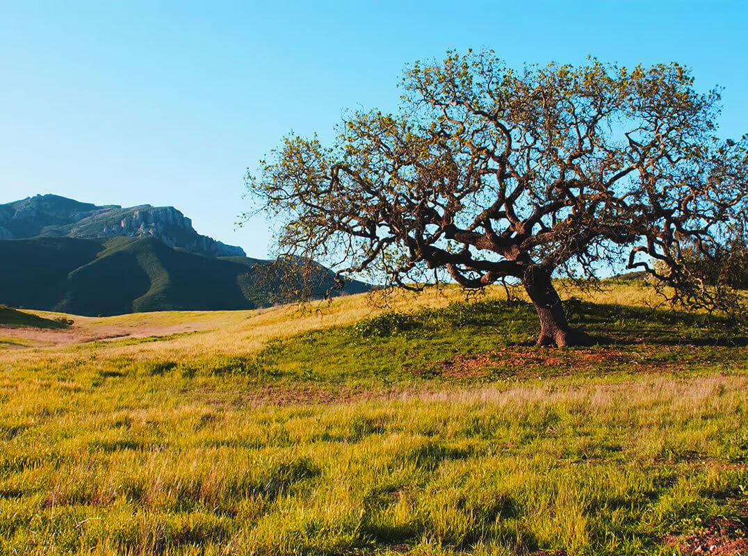 Picture of a tree with mountains in the background